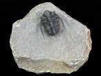 Bumpy Cyphaspis Trilobite - Ofaten, Morocco #69750-1